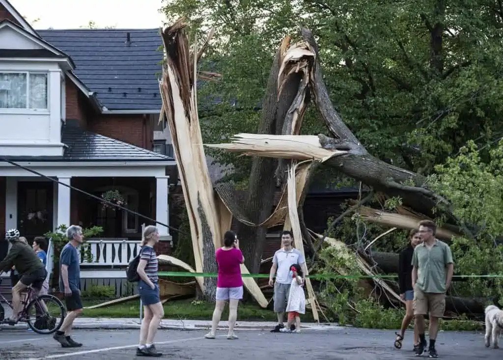 You are currently viewing Is Damage From Fallen Trees Covered By Home and Car Insurance?